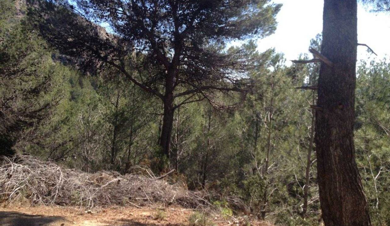 5321m2 urbanizable land for later to build for sale in Urb Solana